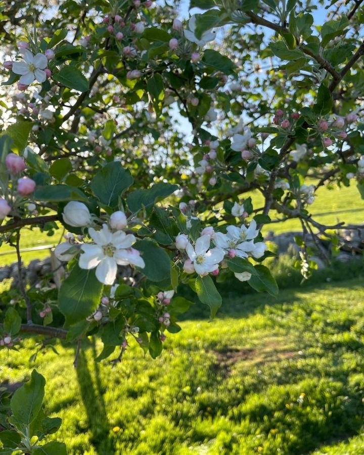 Blueberry Fields Bed & Breakfast Jefferson Экстерьер фото