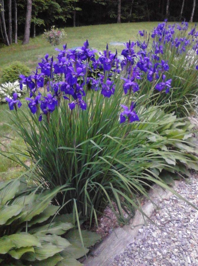 Blueberry Fields Bed & Breakfast Jefferson Экстерьер фото